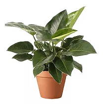 Филодендрон Конго -Philodendron Congo D20 H45