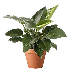 Филодендрон Конго -Philodendron Congo D20 H45