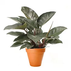 Филодендрон Конго Ред - Philodendron Congo Red  D20 H50
