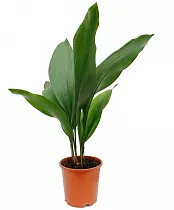 Аспидистра высокая куст - Aspidistra elatior D14 H50