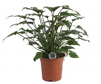 Филодендрон Ксанаду - Philodendron xanadu D25 H80