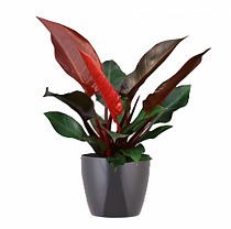 Филодендрон Ред Эмеральд - Philodendron Red Emerald  D20 H40