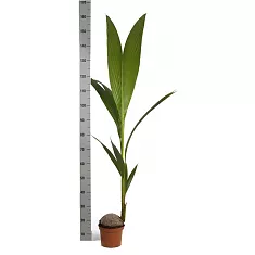 Кокосовая пальма, кокос Нуцифера - Cocos nucifera D25 H160