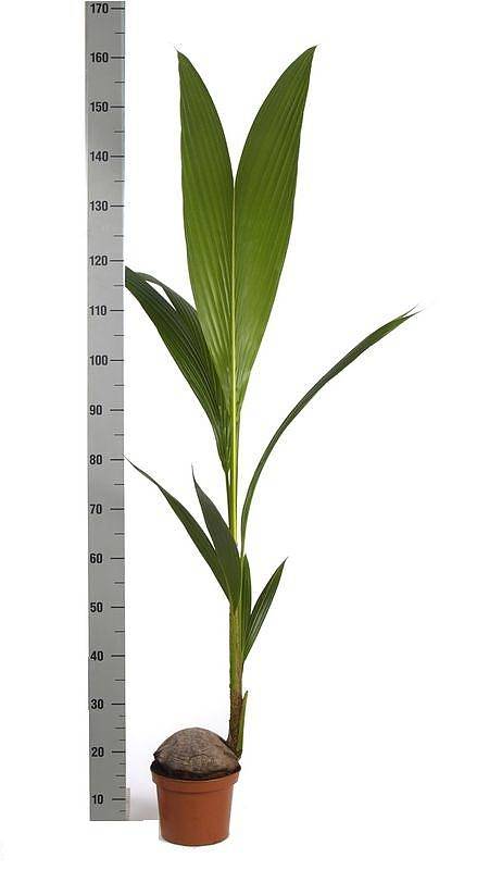 Кокосовая пальма, кокос Нуцифера - Cocos nucifera D25 H160