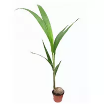 Кокосовая пальма D20 H110