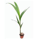 Кокосовая пальма, кокос Нуцифера - Cocos nucifera  D20 H110