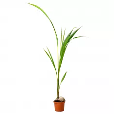 Кокосовая пальма, кокос Нуцифера - Cocos nucifera D15 H100