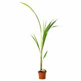 Кокосовая пальма, кокос Нуцифера - Cocos nucifera D15 H100