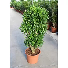 Драцена Рефлекса Сонг оф Ямайка бранч D45 H180