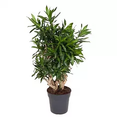 Драцена Рефлекса Сонг оф Ямайка D27 H110