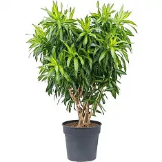 Драцена Рефлекса Сонг оф Ямайка D30 H100