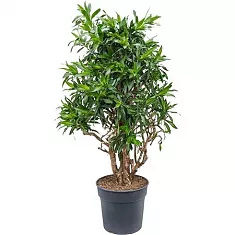 Драцена Рефлекса Сонг оф Ямайка бранч D34 H140