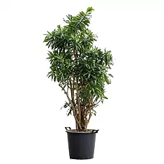 Драцена Рефлекса Сонг оф Ямайка D46 H160