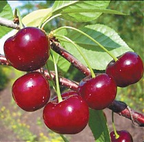 Вишня обыкновенная Апухтинская - Prunus cerasus Apuhtinskaya 3-5 ltr, 80-100см