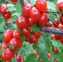 Вишня войлочная Лето - Prunus tomentosa Leto 3-5 ltr, 80-100см