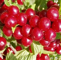 Вишня войлочная Огонек - Prunus tomentosa Ogonjek 3-5 ltr, 80-100см