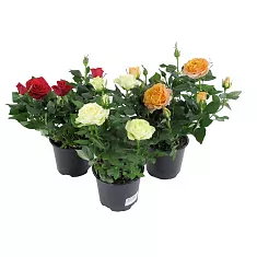 Цветущая Роза Alexandra микс Кордана - Alexandra D10/25