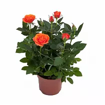 Роза оранжевая -  Palace Collection Fahra D18 H40