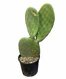 Опунция Инжирная (Индийская) - Opuntia Ficus-indica D17 H50