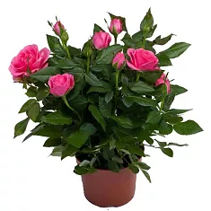 Роза красная -  Isabel Hit D18 H 45