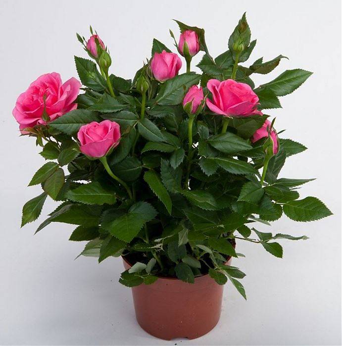 Роза розовая - Rosa Kerri Parade D10 H35