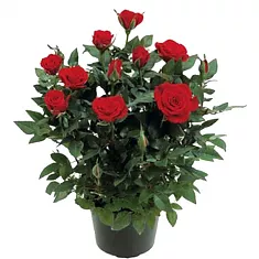 Роза красная Кордана -  Kiss D20 / 45