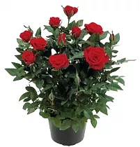 Роза красная Кордана -  Kiss D20 / 45
