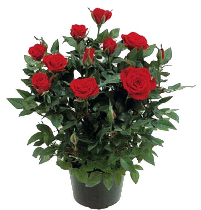 Роза красная - Rosa Kiss Kordana D20 H45