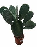 Опунция Инжирная (Индийская) - Opuntia Ficus-indica D19 H60