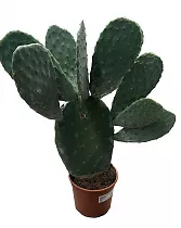 Опунция Инжирная (Индийская) - Opuntia Ficus-indica D19 H60
