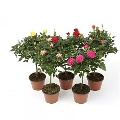 Роза на стволе (штамб)  - On Trunck D15 H45