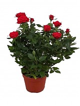 Роза красная - Rosa Calibra Kordana D18 H45