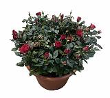 Роза красная Патио - Rosa Kordana D30 H55