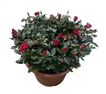 Роза красная Патио - Rosa Kordana D30 H55
