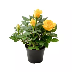 Цветок Роза желтая Кордана -  Goldy D10 H30