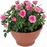 Роза розовая -  Goldy Kordana D27 H55