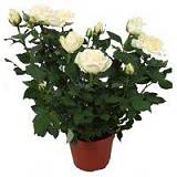 Цветок Роза белая - Honora Hit D18 45