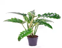 Филодендрон Нарроу - Philodendron Narrow D17 H50