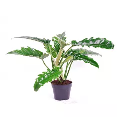 Филодендрон Нарроу - Philodendron Narrow D17 H50