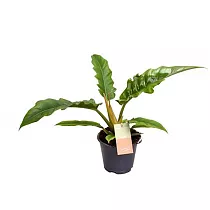 Филодендрон Нарроу Эскейп - Philodendron Narrow Escape Feel Green D14 H35