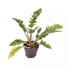 Филодендрон Нарроу Вариегатный  - Philodendron Narrow ring Of Fire D15 H35