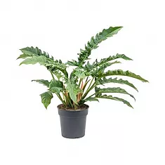 Филодендрон Нарроу - Philodendron Narrow D27 H80