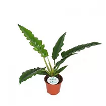 Филодендрон Нарроу - Philodendron Narrow D14 H40