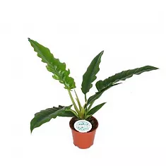 Филодендрон Нарроу - Philodendron Narrow D14 H40