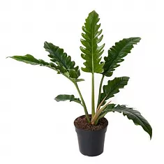 Филодендрон Нарроу - Philodendron Narrow D19 H60