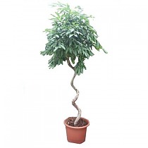 Фикус Амстел Кинг спираль - Ficus Bin Amstel King Spiral D60 H300