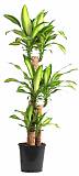 Драцена Массанжеана 4 ствола - Dracaena Massangeana D18 H90