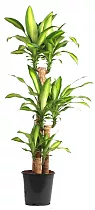 Драцена Массанжеана 4 ствола - Dracaena Massangeana D18 H90