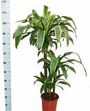 Драцена Массанжеана 4 ствола - Dracaena Massangeana D21 H110