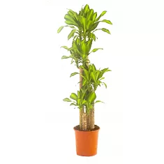 Драцена Массанжеана 4 ствола - Dracaena Massangeana D21 H100